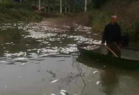 污染物超標(biāo)572倍 魚塘8萬斤魚全死光